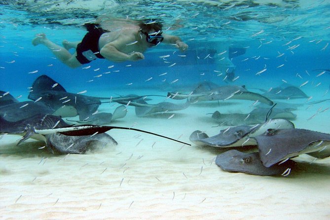 Starfish Point, Stingray City & Coral Garden (3-STOP Adventure) - Key points at a glance