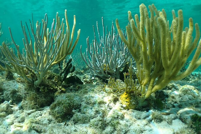 Starfish Point, Stingray City & Coral Garden (3-STOP Adventure) - What the boat ride and group size mean