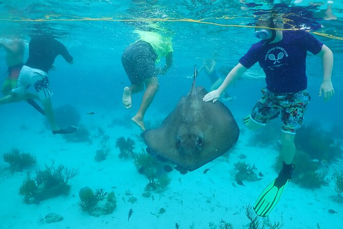 Starfish Point, Stingray City & Coral Garden (3-STOP Adventure) - Meeting the stingrays at Stingray City