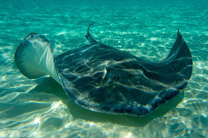 Starfish Point, Stingray City-Sandbar & Coral Gardens - Quick Take: Five Things to Know