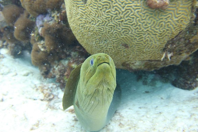Starfish Point, Stingray City-Sandbar & Coral Gardens - Coral Gardens: Good Reef Time, But Keep Expectations in Check