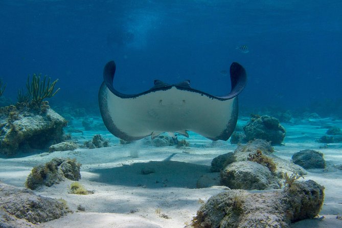 Starfish Point, Stingray City-Sandbar & Coral Gardens - Starfish Point: A Quiet Finish in Shallow Water