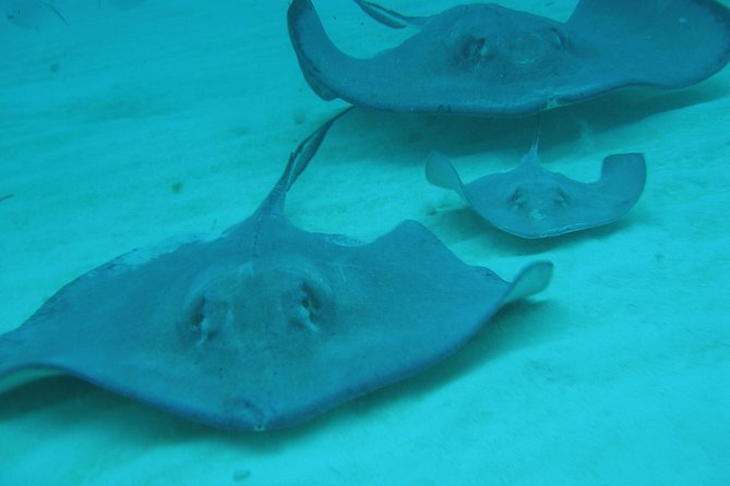 Starfish Point, Stingray City-Sandbar & Coral Gardens - Practical Packing List for a Smoother Morning
