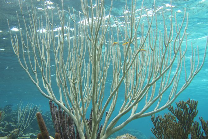 Starfish Point, Stingray City-Sandbar & Coral Gardens - The Boat Ride Out to Cayman’s Water Stops