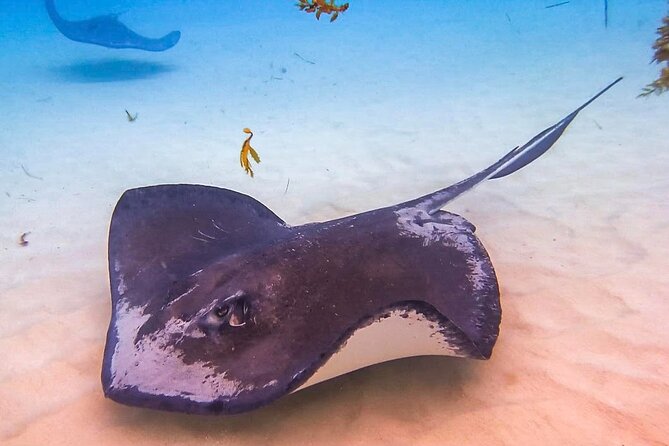 Stingray City and Seven Mile Beach Adventure Tour - Key points to know before you book