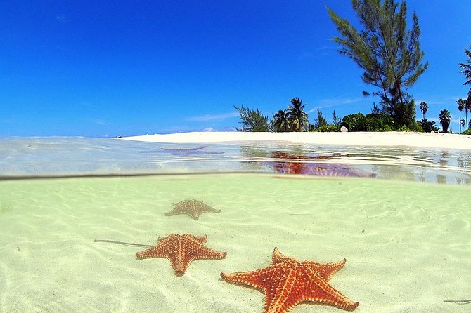 Stingray City and Starfish Experience with Coral Reef Snorkeling - Key points to know before booking