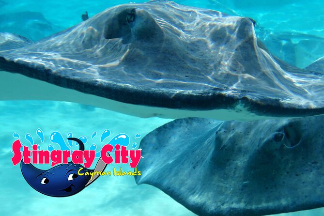Stingray City and Starfish Experience with Coral Reef Snorkeling - What the crew adds to the experience
