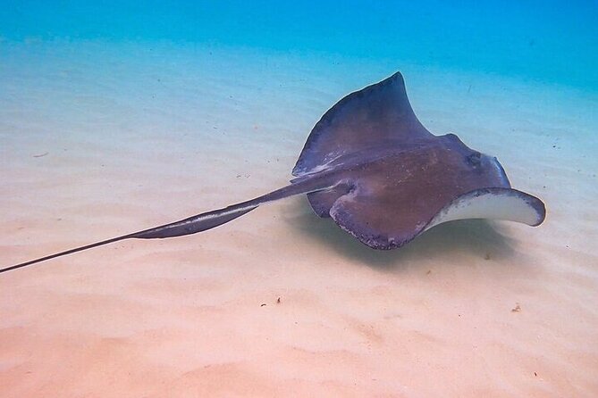 Stingray City Catamaran Sunset Tour - Is $59 a Fair Price?