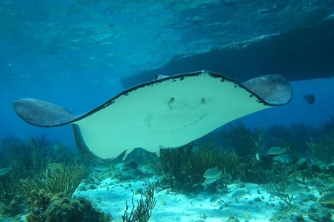 Stingray City Experience Plus One Snorkeling Stop - Pickup, Port Access, And Timing
