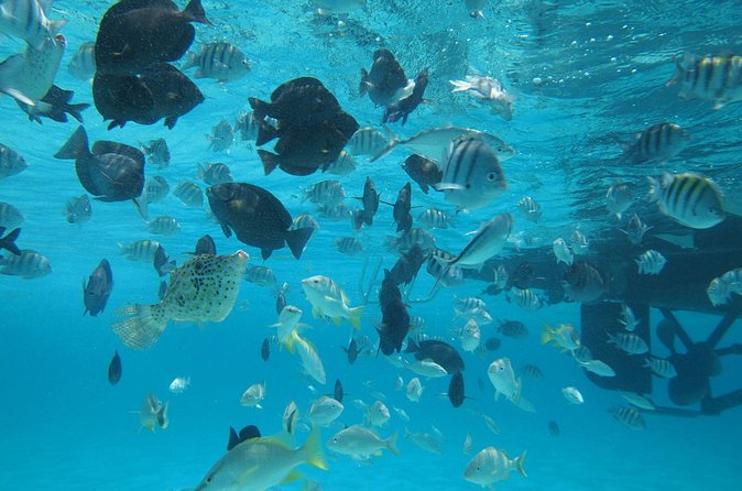 Stingray City Experience Plus One Snorkeling Stop - Who Will Like This Tour Most