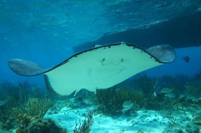Stingray City Experience Plus One Snorkeling Stop - Weather, Cancellations, And Practical Preparation