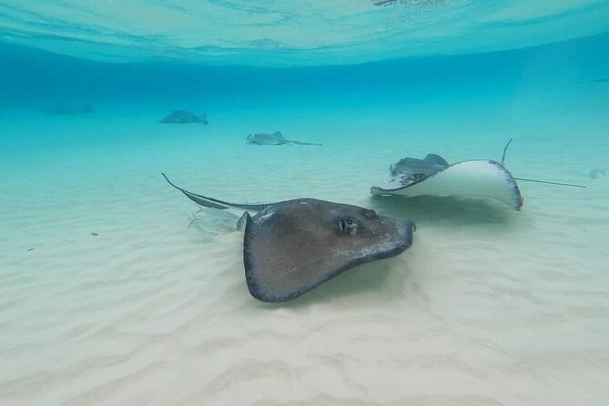Stingray City Experience Plus Two Snorkeling spots Private Boat - A captain who works well with families