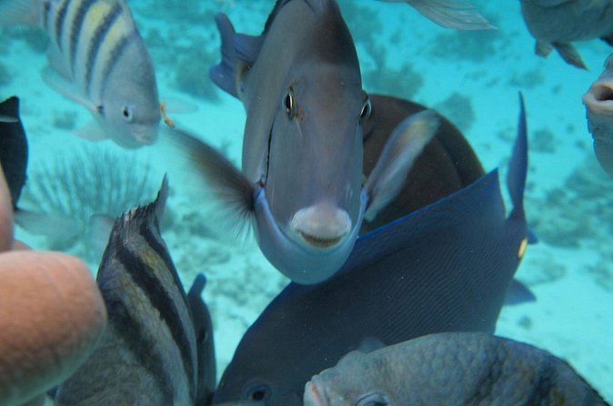 Stingray City Experience Plus Two Snorkeling Stops on Grand Cayman - Pickup and meeting points that matter