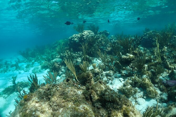 Stingray City Sandbar, Snorkel, Star fish Beach (Family operated) - Coral Gardens: A Reef Stop for Fish and Sea Turtles