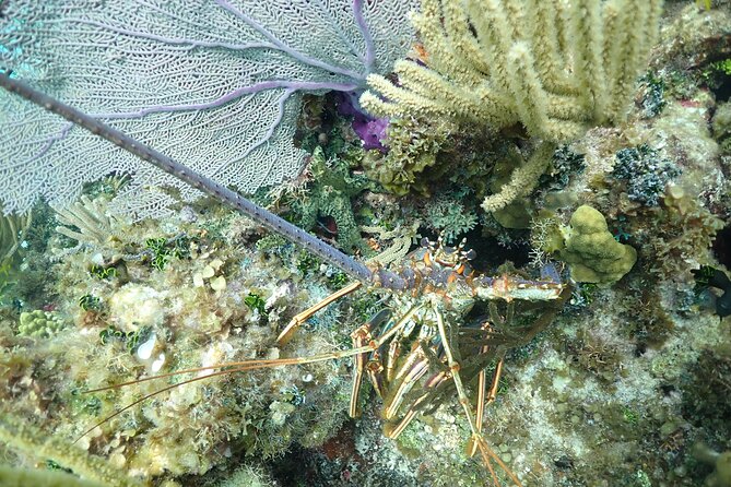 Stingray City Sandbar, Snorkel, Star fish Beach (Family operated) - Starfish Point: A Quieter Final Stop