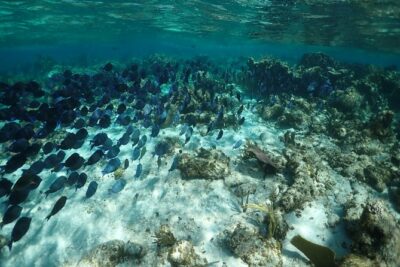 Stingray City Sandbar, Snorkel, Star fish Beach (Family operated)