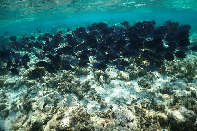 Stingray City Sandbar, Snorkel, Star fish Beach (Family operated) - What the $58.50 Price Really Covers