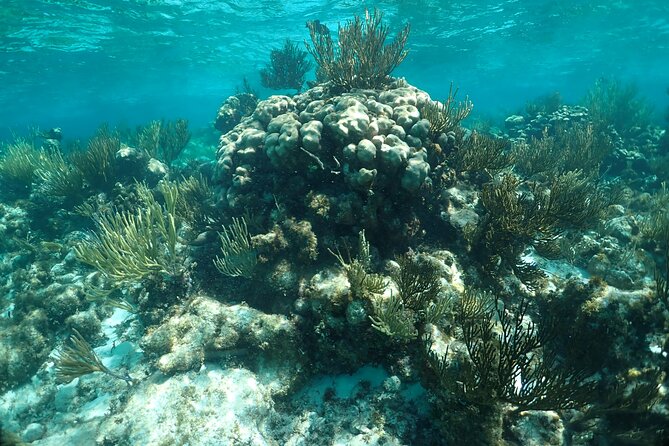 Stingray City Sandbar, Snorkel, Star fish Beach (Family operated) - Pickup at Safehaven Marina and Boat Timing