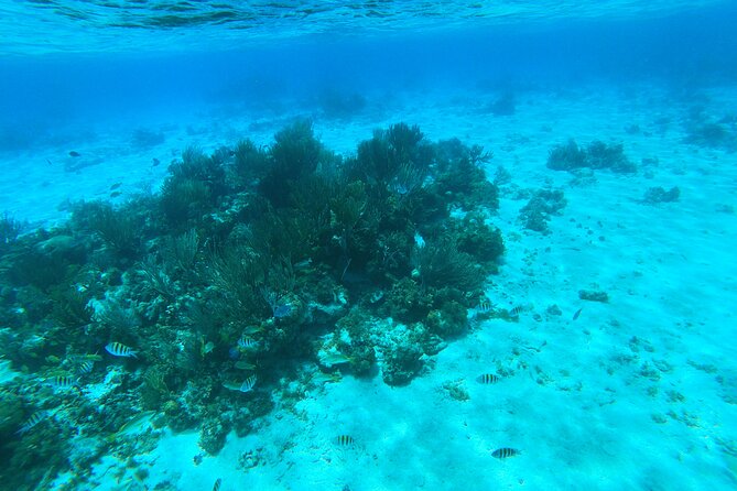 Stingray City, Star fish Point and Snorkeling Private Boat Tour - Lunch at Rum Point, with a useful detail to confirm