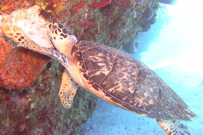 Stingray Sandbar, Snorkeling, and Starfish Point - Key points to know before you book