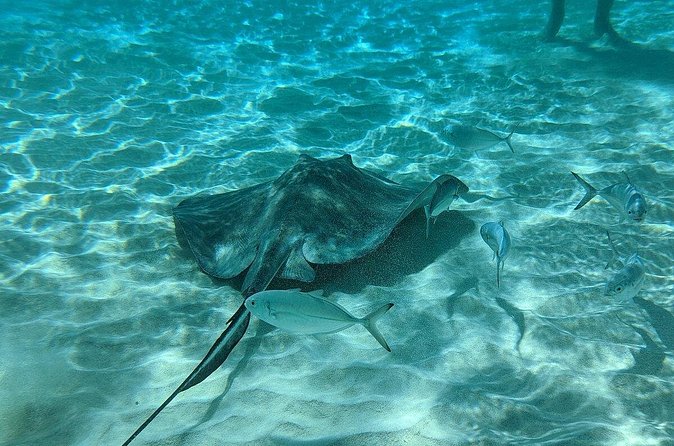 Stingray Sandbar, Snorkeling, and Starfish Point - The crew is a major part of the value