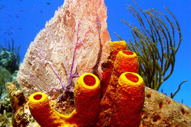 Stingray Sandbar, Snorkeling, and Starfish Point - Crowds, timing, and the limits of a popular route