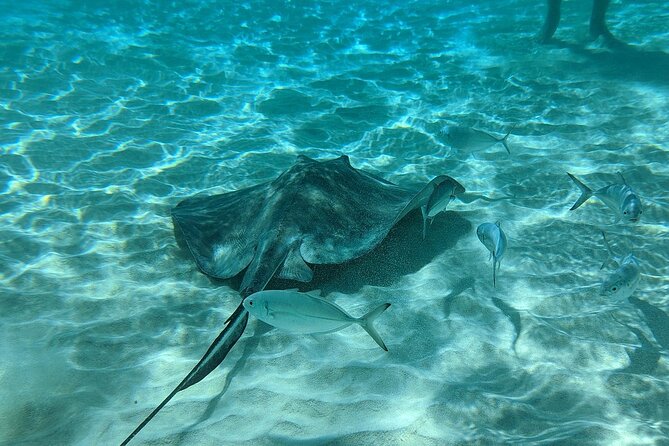 Stingray Sandbar, Snorkeling, and Starfish Point - Who will enjoy this tour most