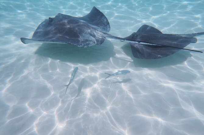 StingrayCity ,Coral Garden & Starfish Tour. - Snorkeling at Coral Gardens