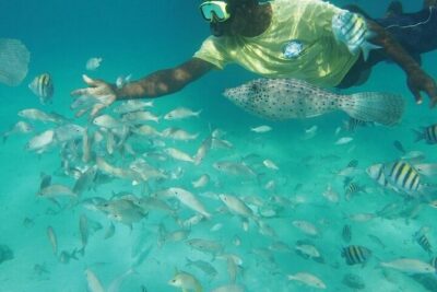 Stingrays, Starfish and Snorkeling Tour